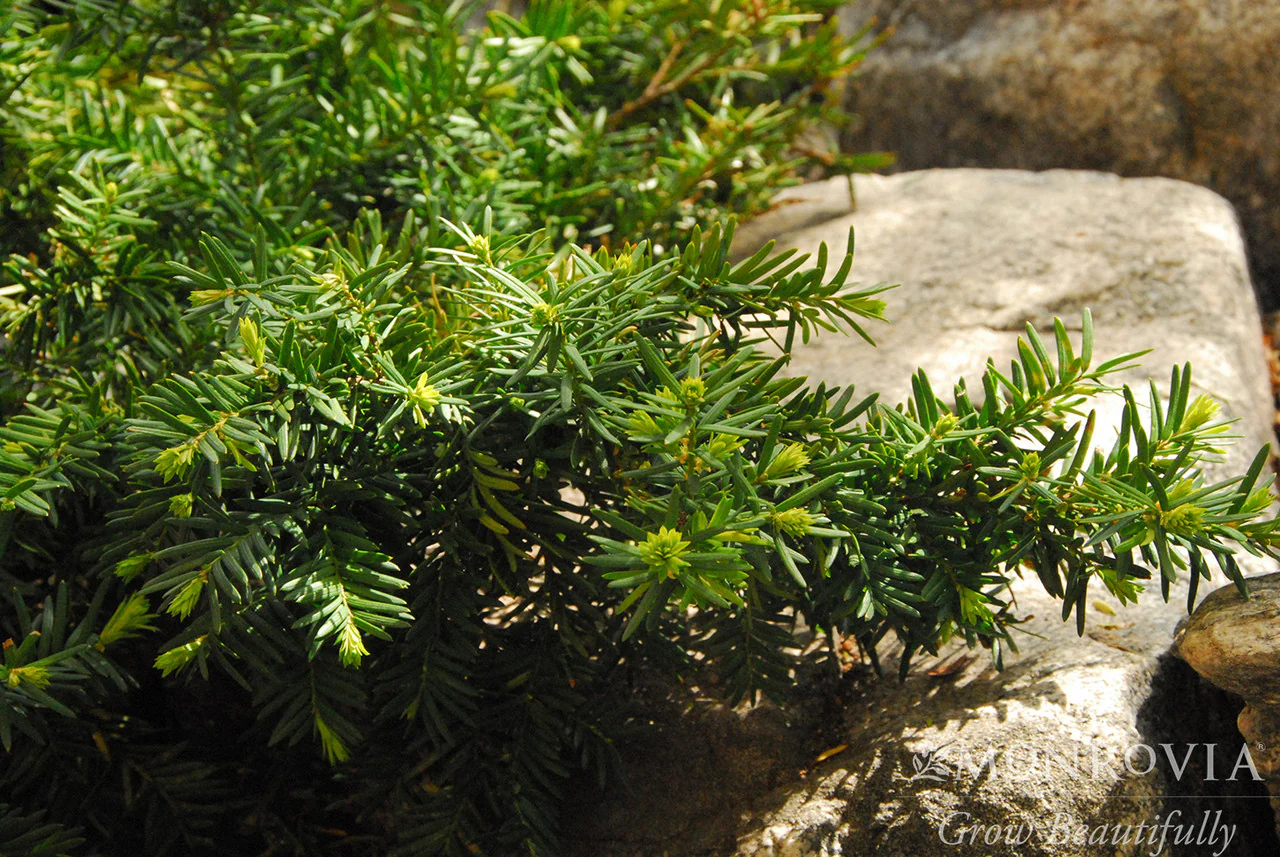 Dense Spreading Yew - Monrovia - Image 2