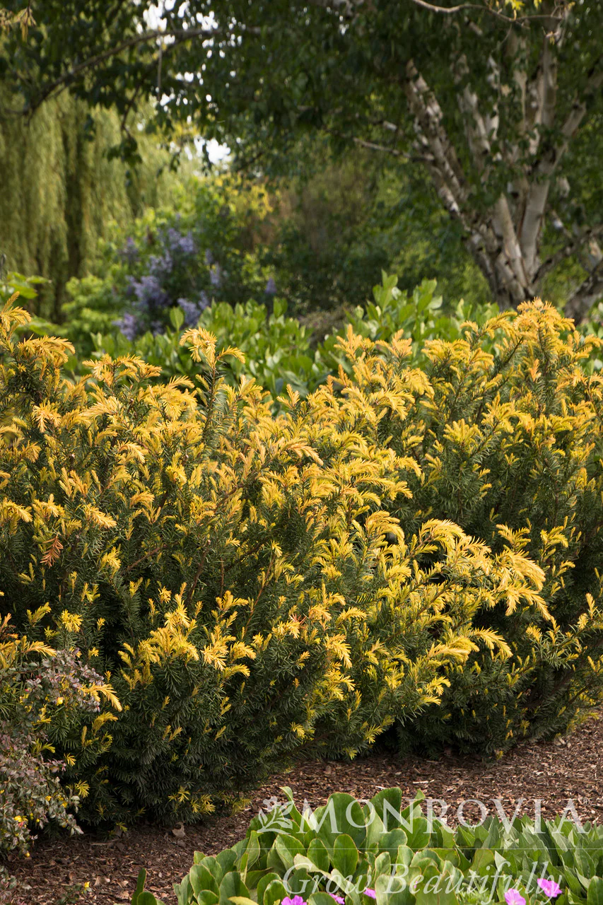 Huber's Tawny Gold Spreading Yew - Monrovia