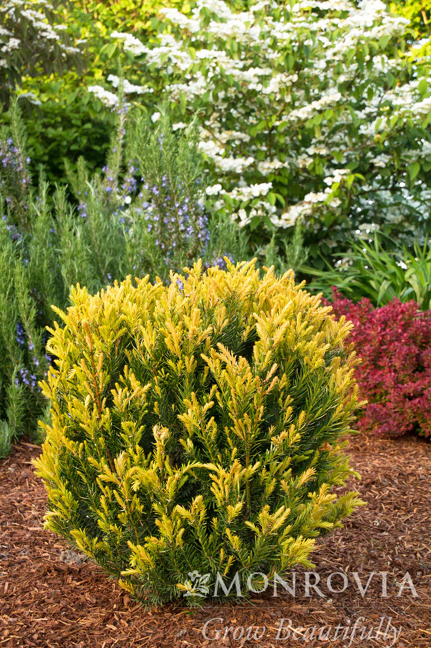 Huber's Tawny Gold Spreading Yew - Monrovia - Image 2
