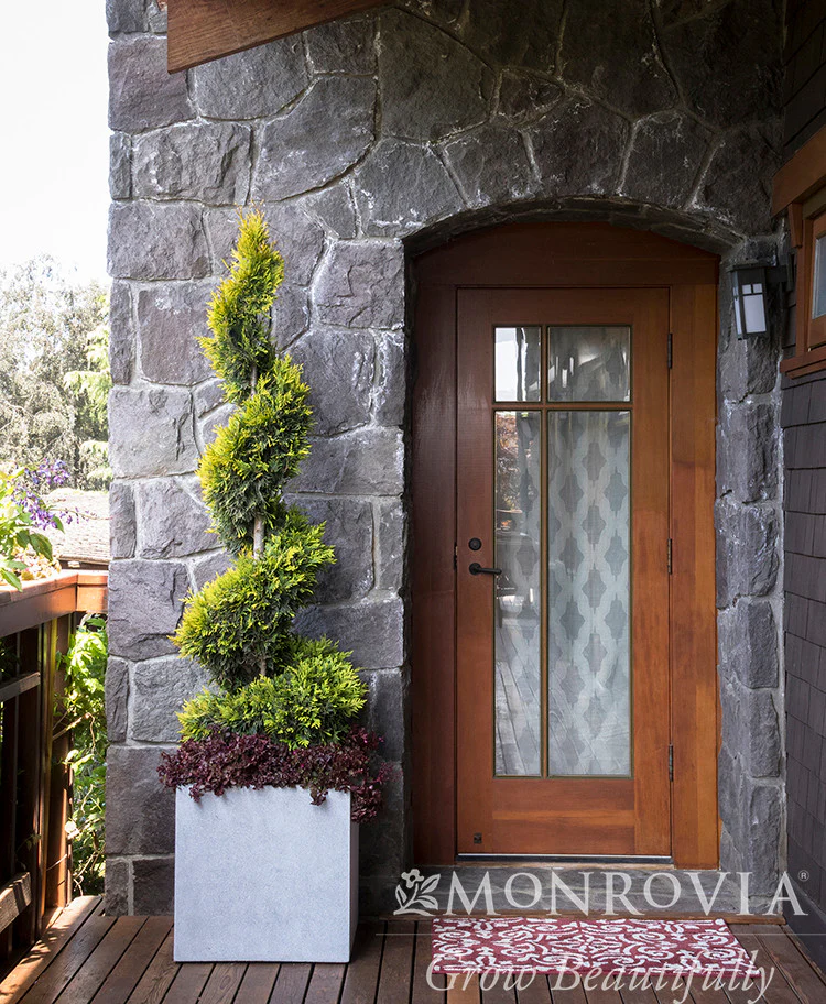 Ember Waves® Western Arborvitae - Monrovia - Image 2