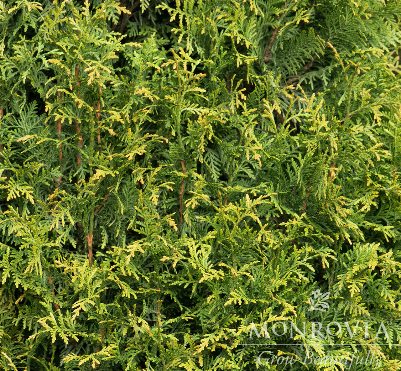 Tiny Tower® Arborvitae - Monrovia