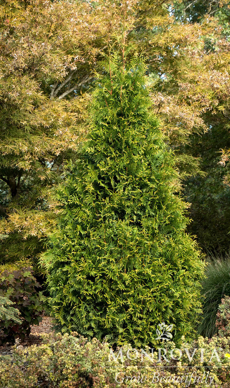 Tiny Tower® Arborvitae - Monrovia - Image 2