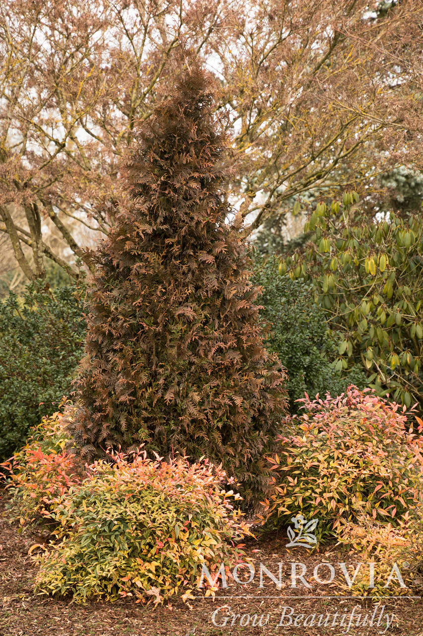 Tiny Tower® Arborvitae - Monrovia - Image 3