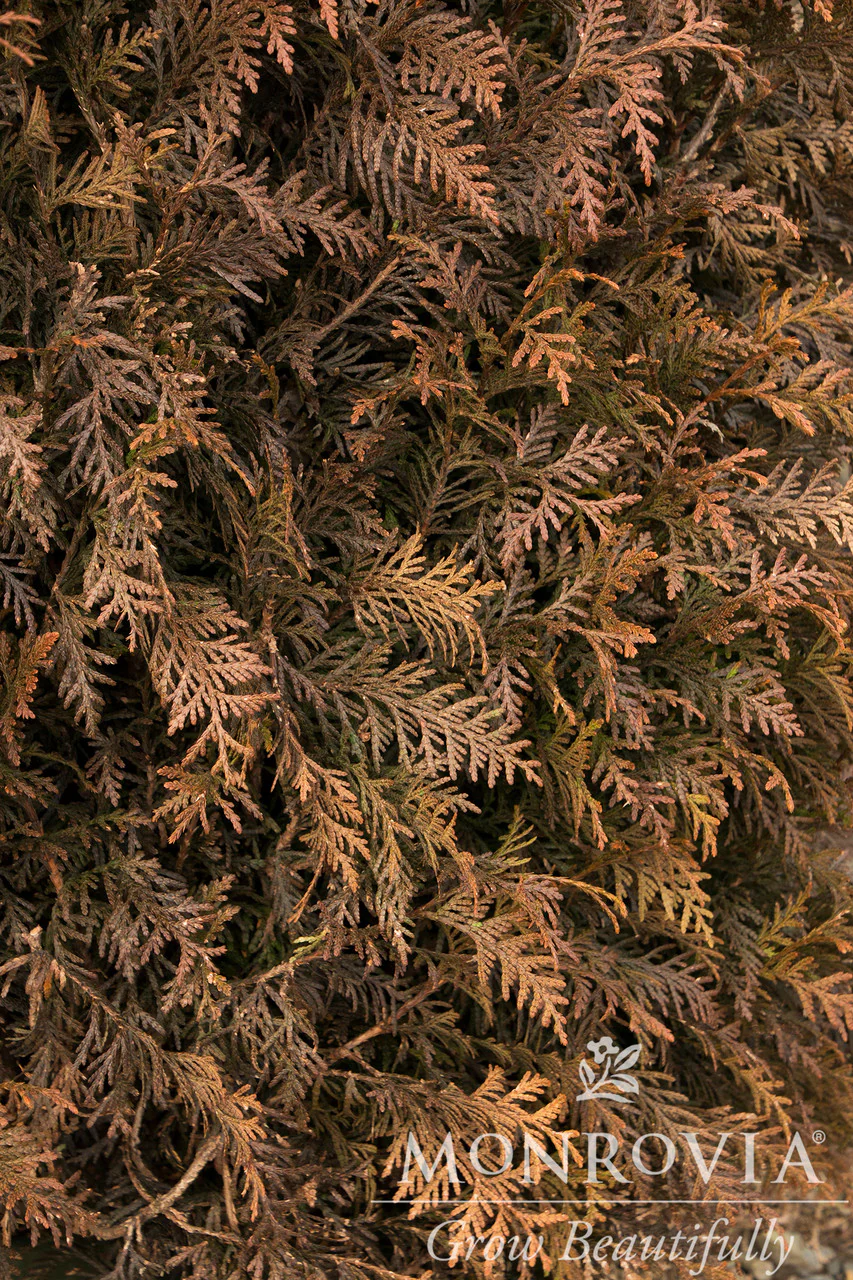 Tiny Tower® Arborvitae - Monrovia - Image 4