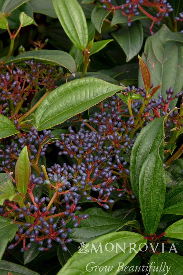 David Viburnum - Monrovia