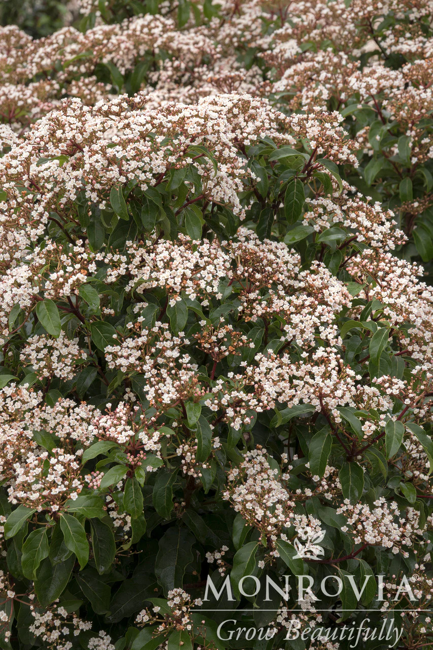 Spring Bouquet Laurustinus - Monrovia - Image 2