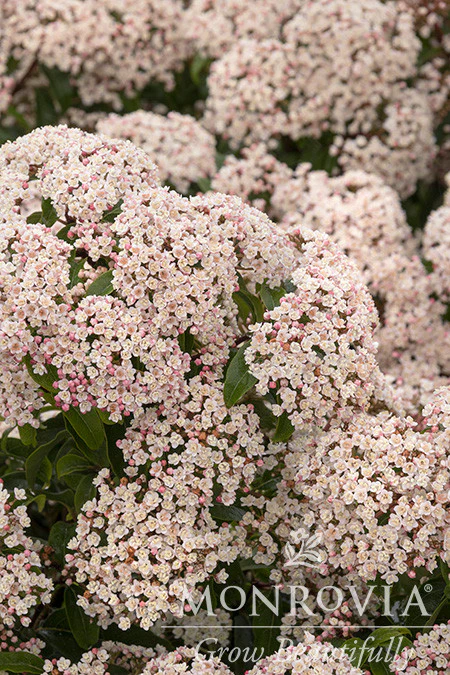 Spring Bouquet Laurustinus - Monrovia - Image 3