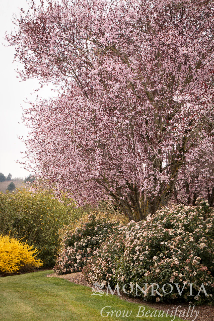 Spring Bouquet Laurustinus - Monrovia - Image 5