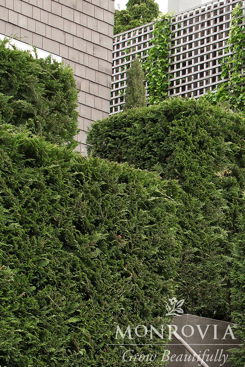 Leyland Cypress - Monrovia - Image 2