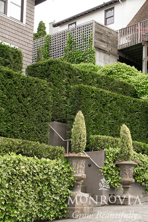 Leyland Cypress - Monrovia - Image 3