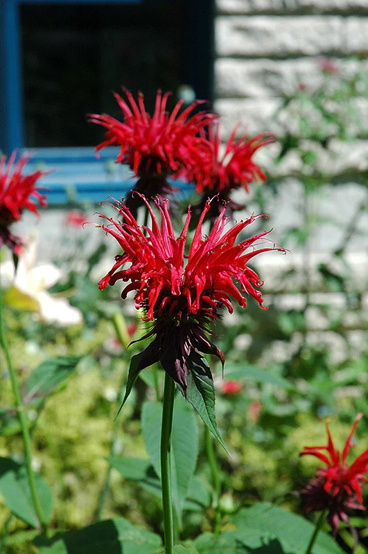 Jacob Cline Beebalm