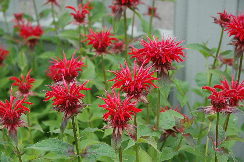 Jacob Cline Beebalm - Image 2