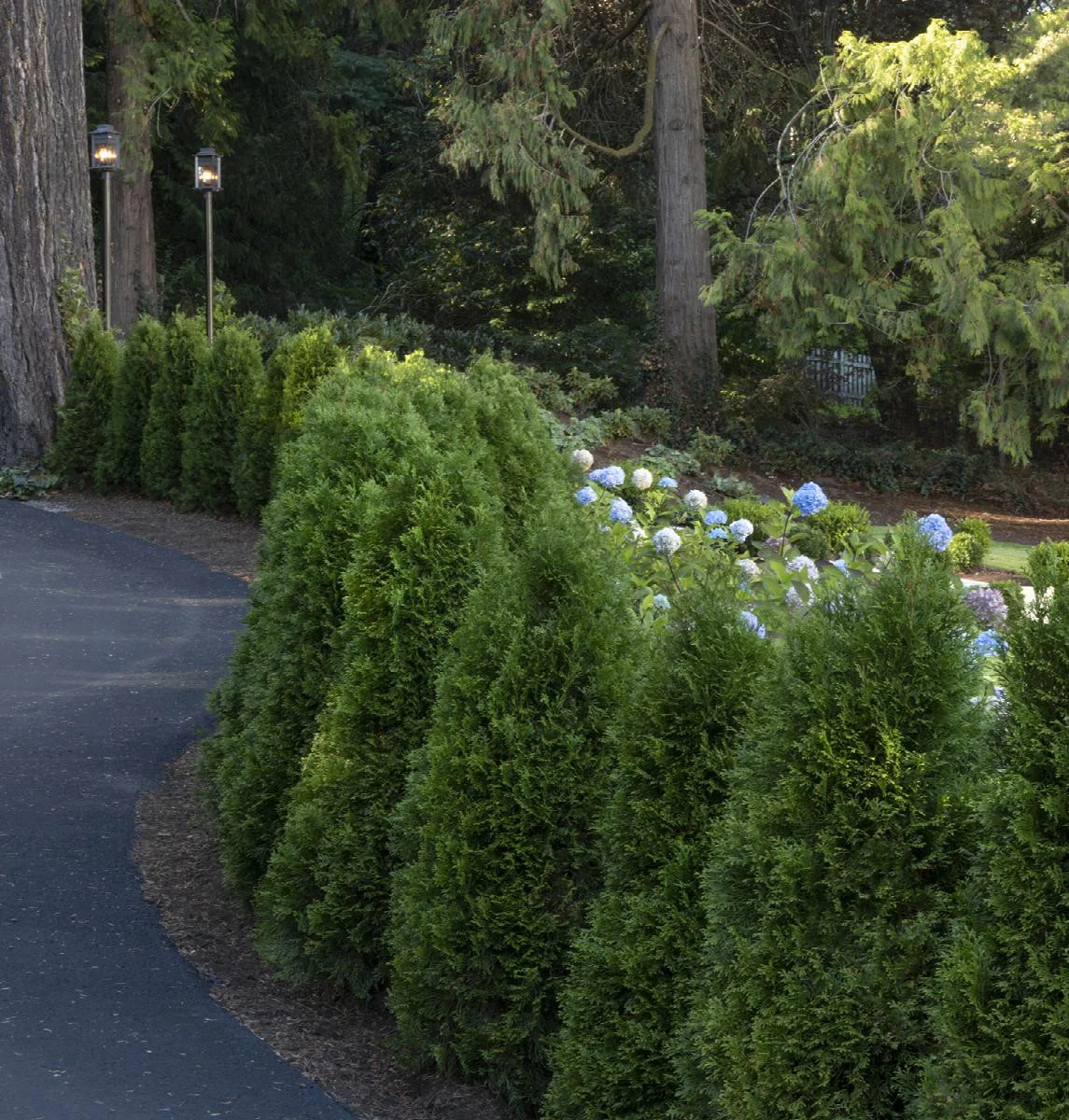 Monrovia -Emerald Green Arborvitae Spiral Topiary - Image 2