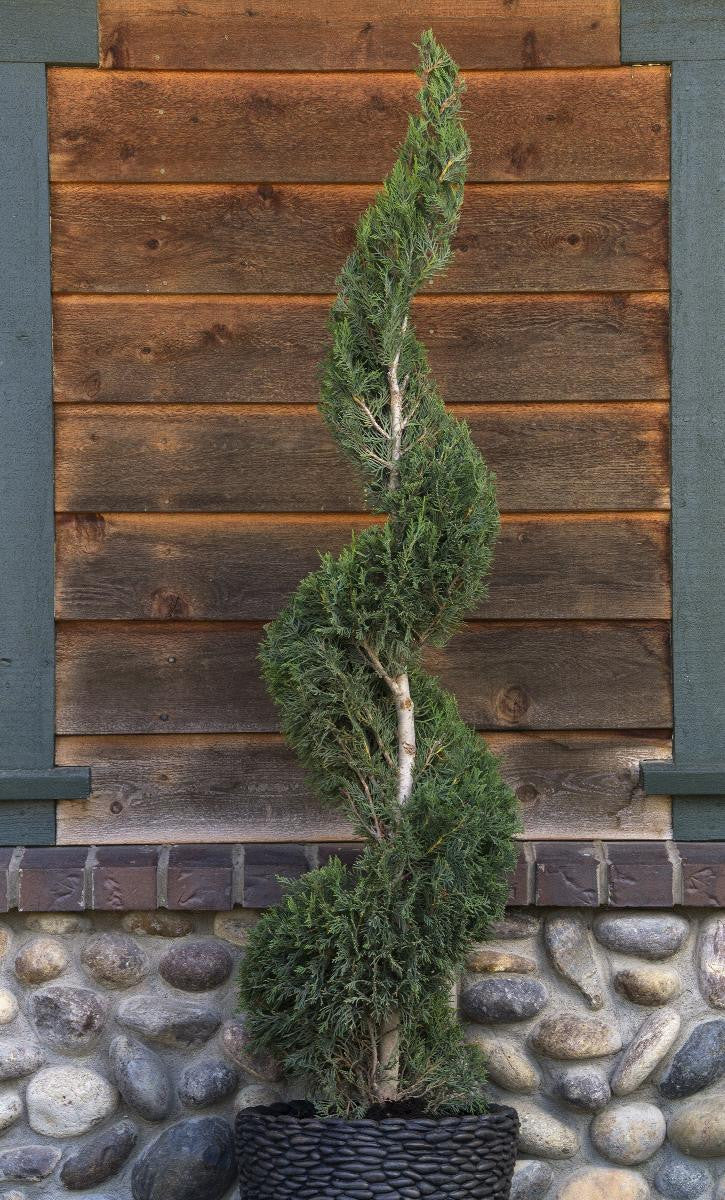 Monrovia Emerald Isle® Leyland Cypress (Spiral Topiary)