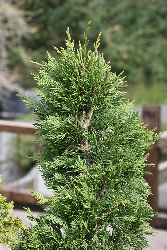 Monrovia Emerald Isle® Leyland Cypress (Spiral Topiary) - Image 2