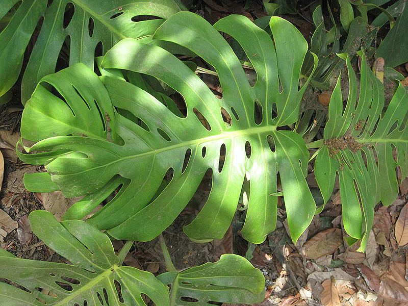 Monstera Deliciosa Plant - Image 2