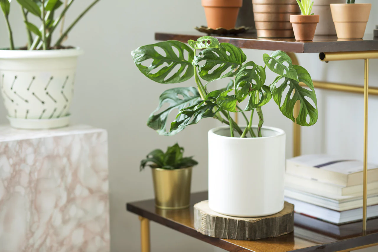 Swiss Cheese Plant Monstera