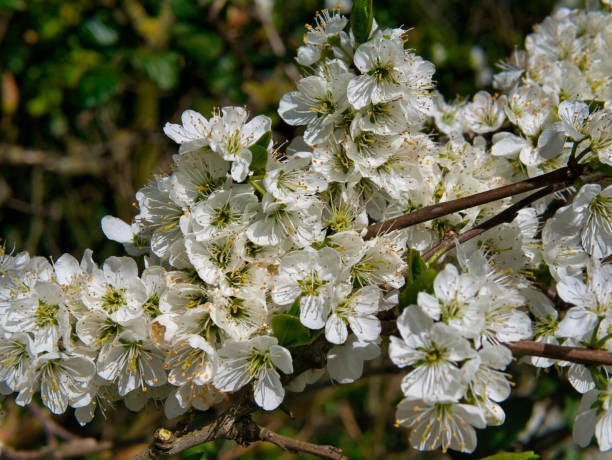Morris Plum