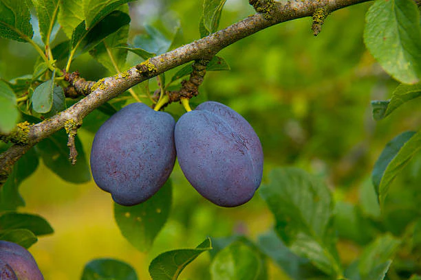 Morris Plum - Image 2