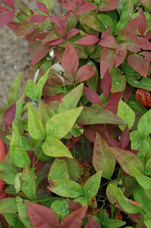 Blush Pink Nandina