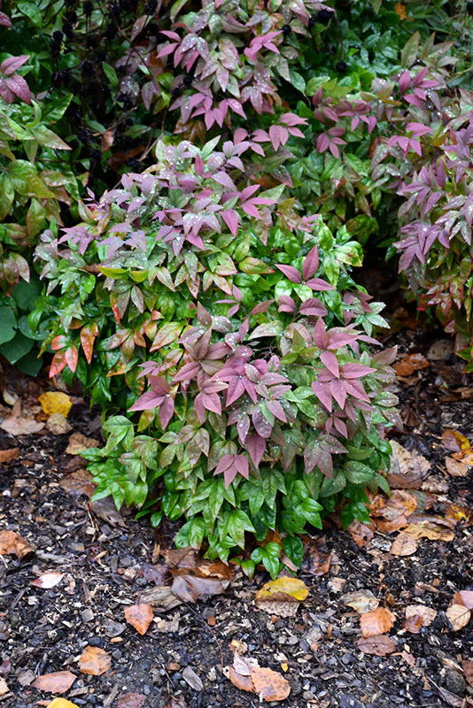 Blush Pink Nandina - Image 2