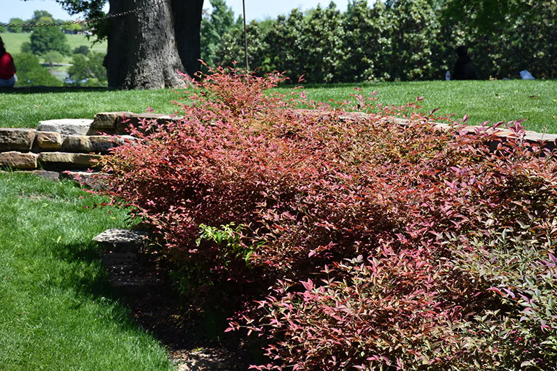 Flirt Nandina
