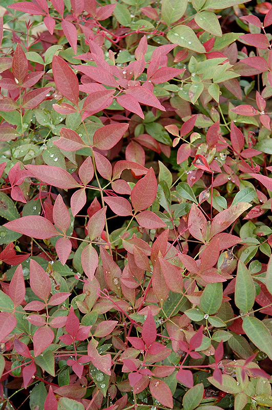 Flirt Nandina - Image 2