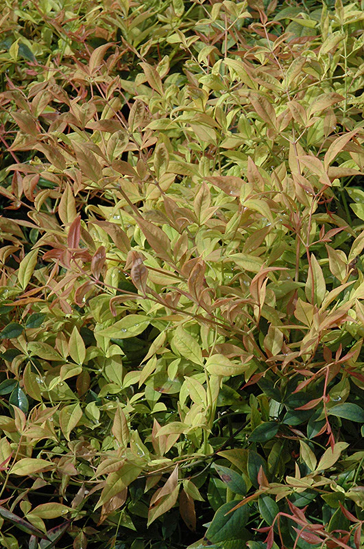 Gulf Stream Dwarf Nandina