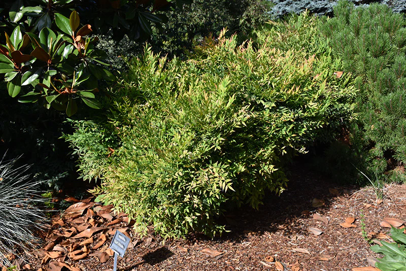 Gulf Stream Dwarf Nandina - Image 2