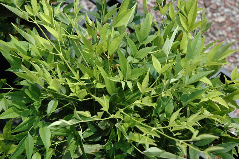 Lemon Lime Nandina
