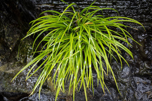 Ogon Acorus Grass