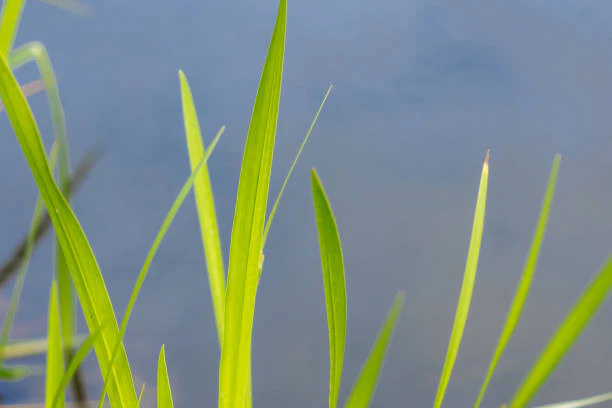 Ogon Acorus Grass - Image 2