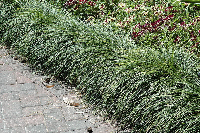 Mondo Grass - Image 3