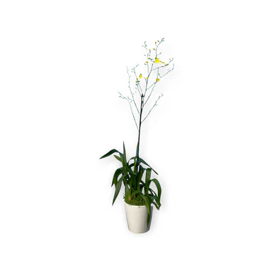 Dancing Lady Orchid - Image 3