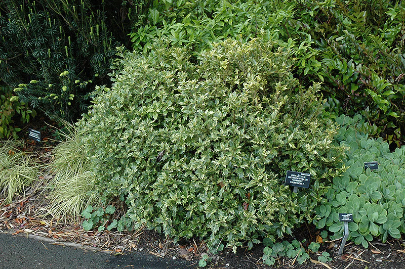 Variegated False Holly - Image 2