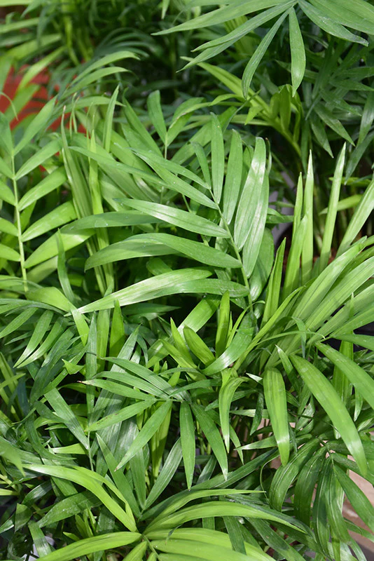 Neanthe Bella Palm - Image 3