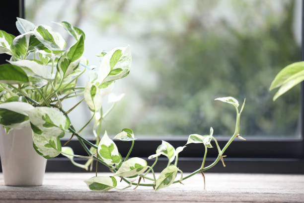 Pearl And Jade Pothos