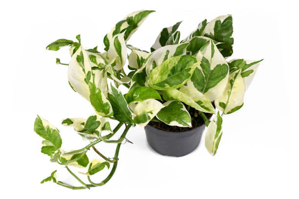 Pearl And Jade Pothos - Image 2
