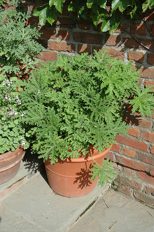 Citrosa Geranium