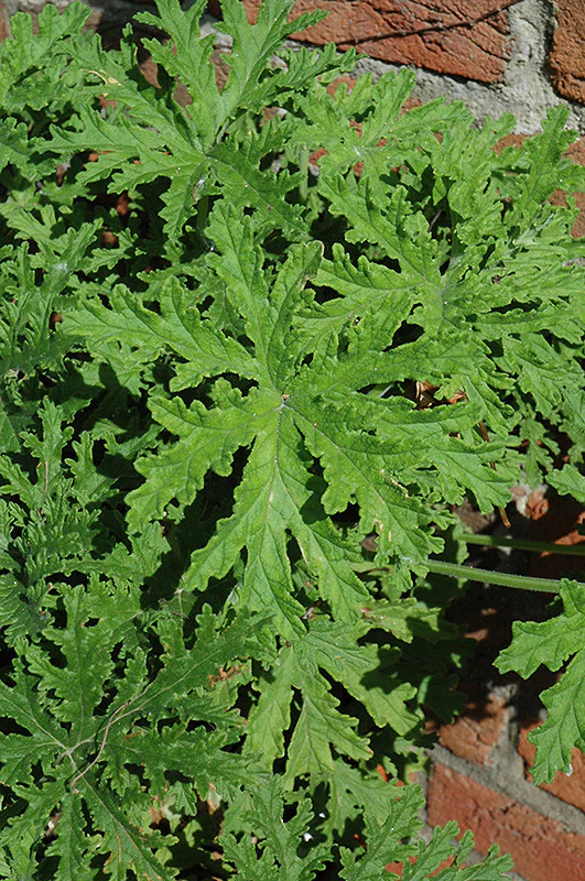 Citrosa Geranium - Image 2