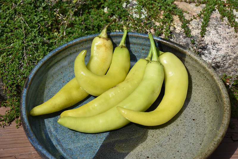 Sweet Banana Pepper