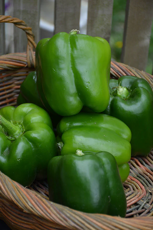 California Wonder Sweet Pepper