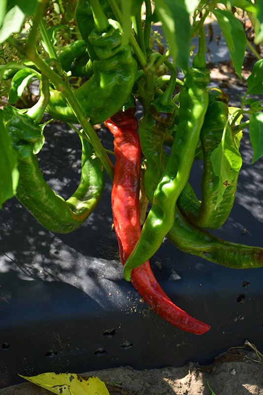 Long Thin Cayenne Pepper