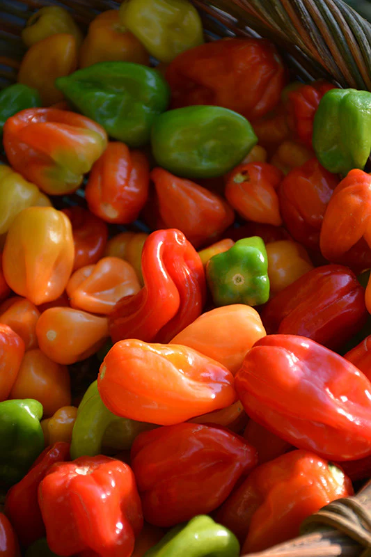 Habanero Pepper