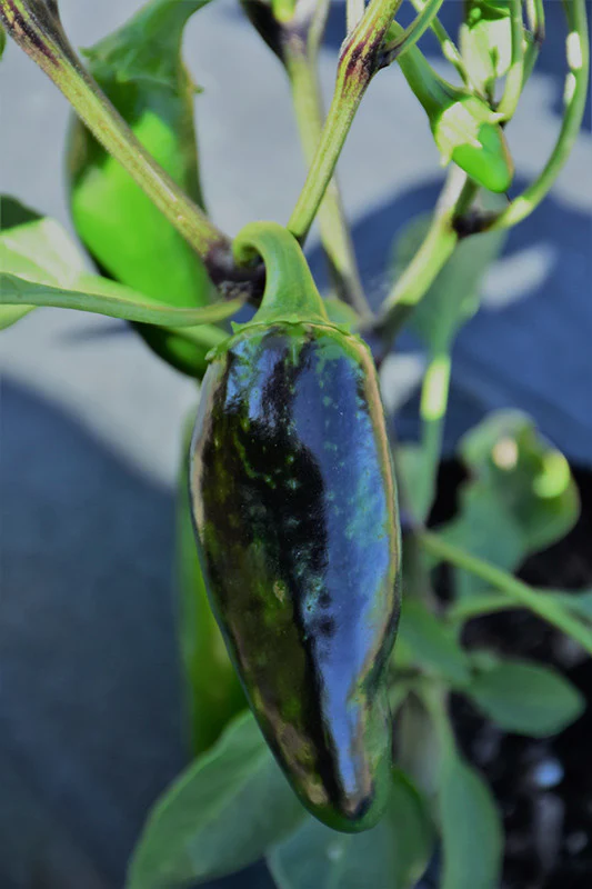 La Bomba II Hot Pepper - Image 2