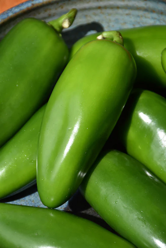 Jalapeno Pepper