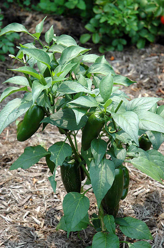 Jalapeno Pepper - Image 2