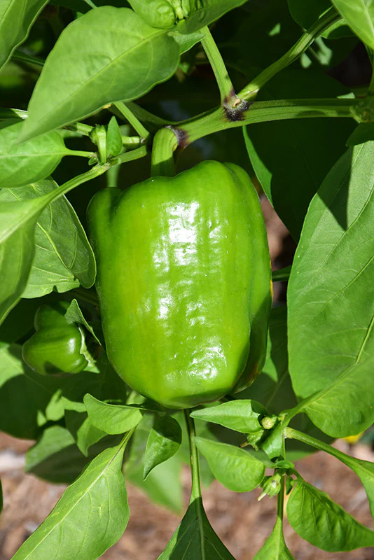 Lady Bell Sweet Pepper