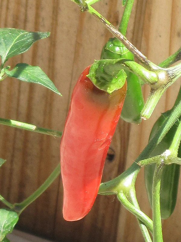 Serrano Hot Pepper