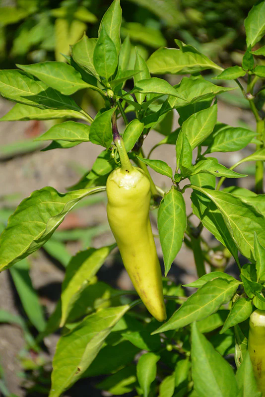 Hungarian Yellow Wax Sweet Pepper - Image 2